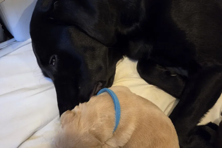Labrador Retriever