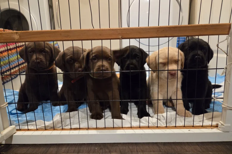 Labrador Retriever