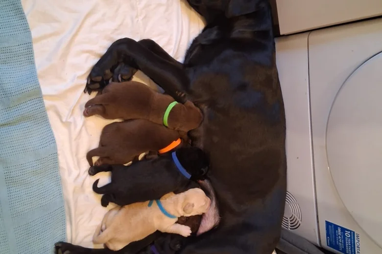 Labrador Retriever