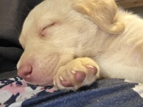 Labrador Retriever
