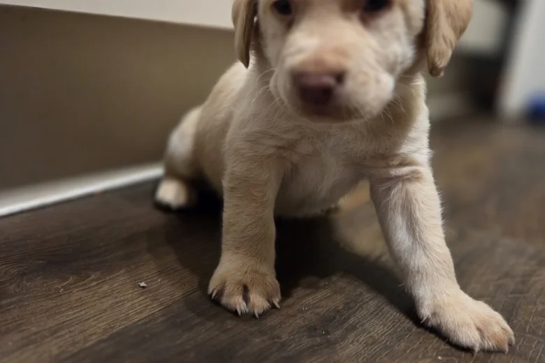 Labrador Retriever