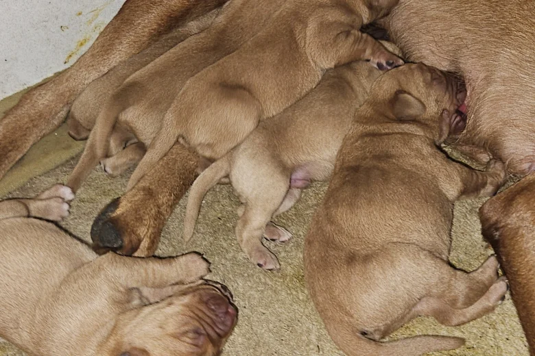 Labrador Retriever