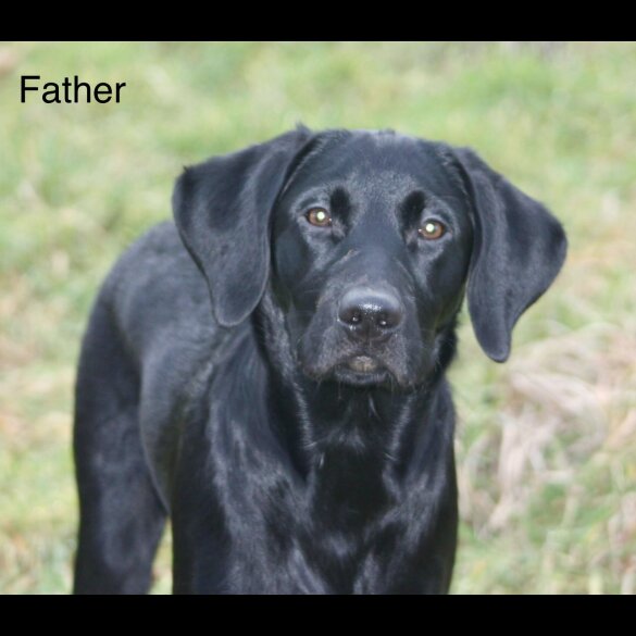 Labrador Retriever
