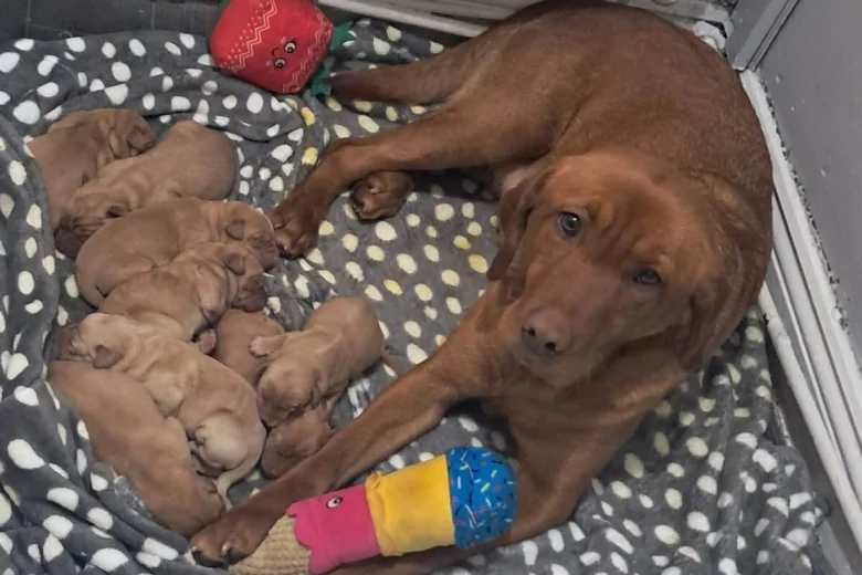 Labrador Retriever
