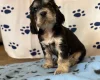 Cocker Spaniel (Show)
