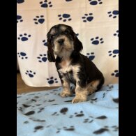 Cocker Spaniel (Show)