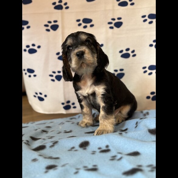 Cocker Spaniel (Show)