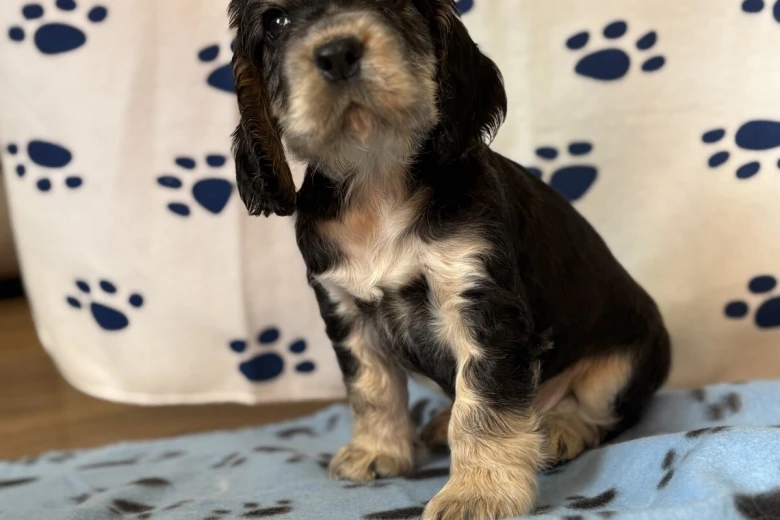 Cocker Spaniel (Show)