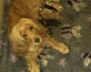 Cocker Spaniel (Show)