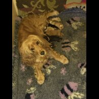 Cocker Spaniel (Show)