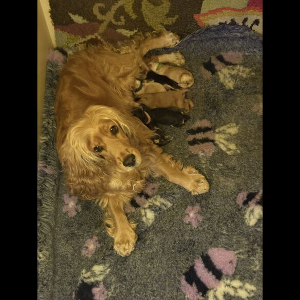 Cocker Spaniel (Show)