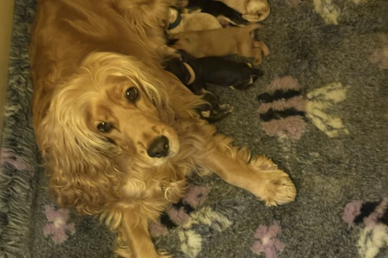 Cocker Spaniel (Show)