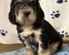 Cocker Spaniel (Show)