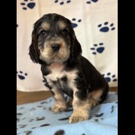Cocker Spaniel (Show)