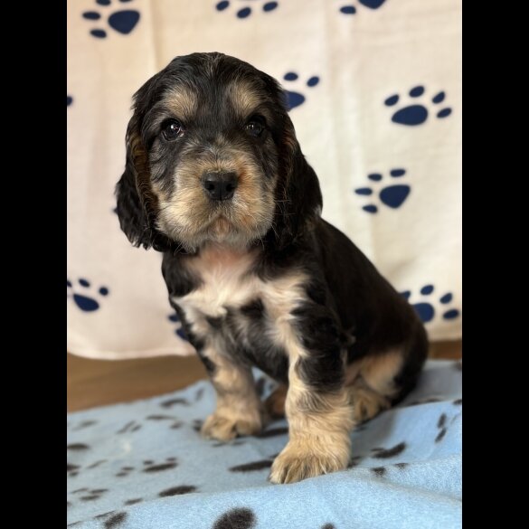 Cocker Spaniel (Show)