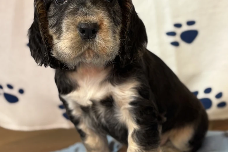 Cocker Spaniel (Show)