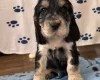 Cocker Spaniel (Show)