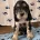 Cocker Spaniel (Show)