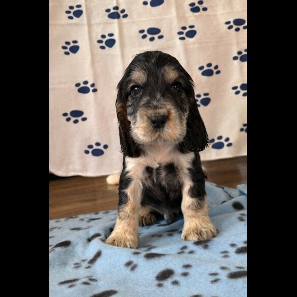 Cocker Spaniel (Show)