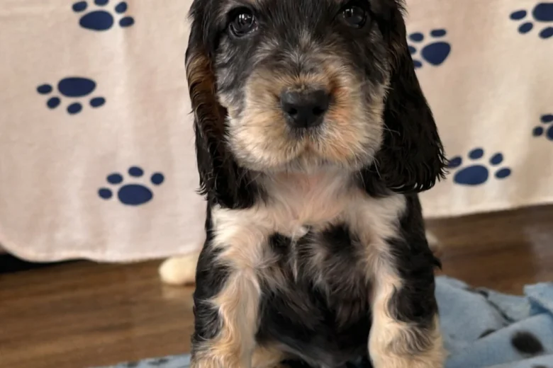 Cocker Spaniel (Show)