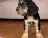 Cocker Spaniel (Show)