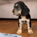 Cocker Spaniel (Show)
