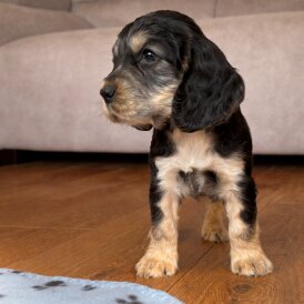 Cocker Spaniel (Show)