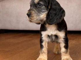 Cocker Spaniel (Show)