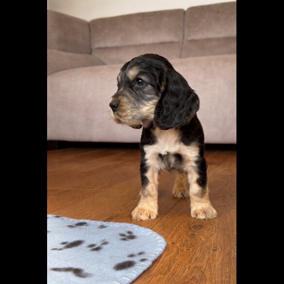 Cocker Spaniel (Show)
