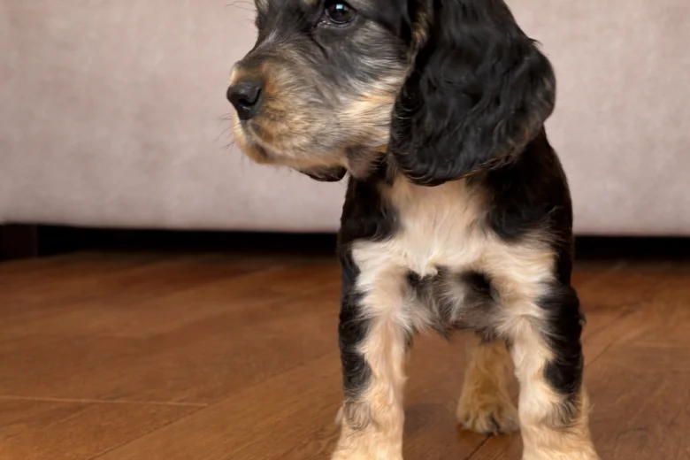 Cocker Spaniel (Show)