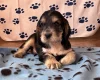 Cocker Spaniel (Show)