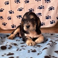 Cocker Spaniel (Show)