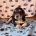 Cocker Spaniel (Show)