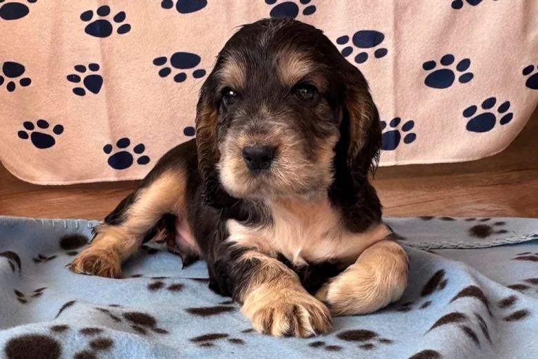 Cocker Spaniel (Show)