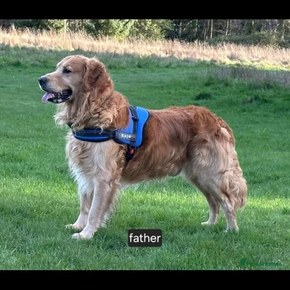 Golden Retriever