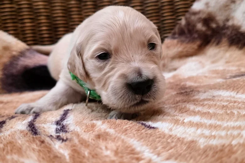 Golden Retriever