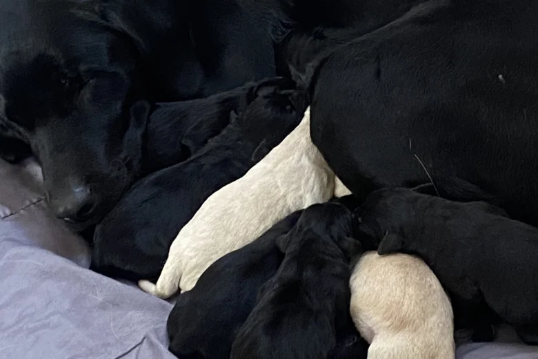 Labrador Retriever