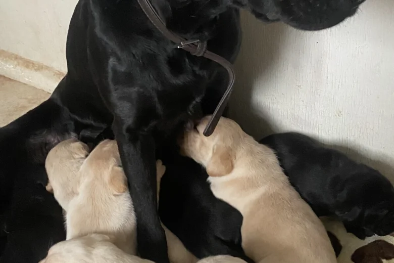 Labrador Retriever