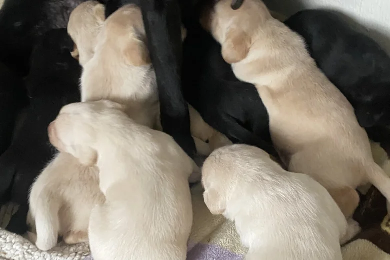 Labrador Retriever