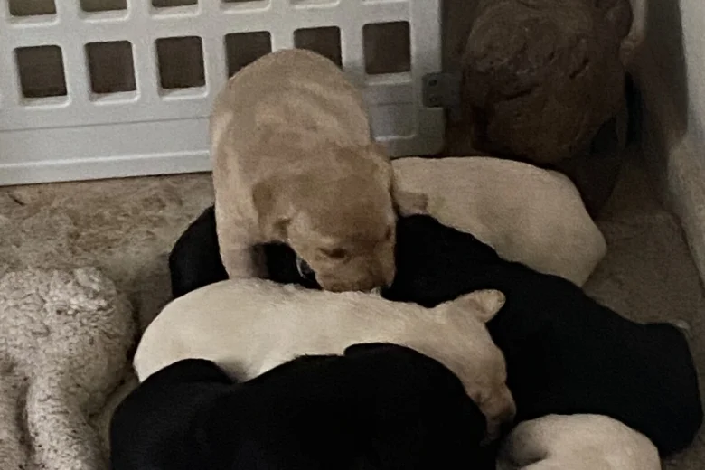 Labrador Retriever