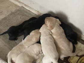 Labrador Retriever
