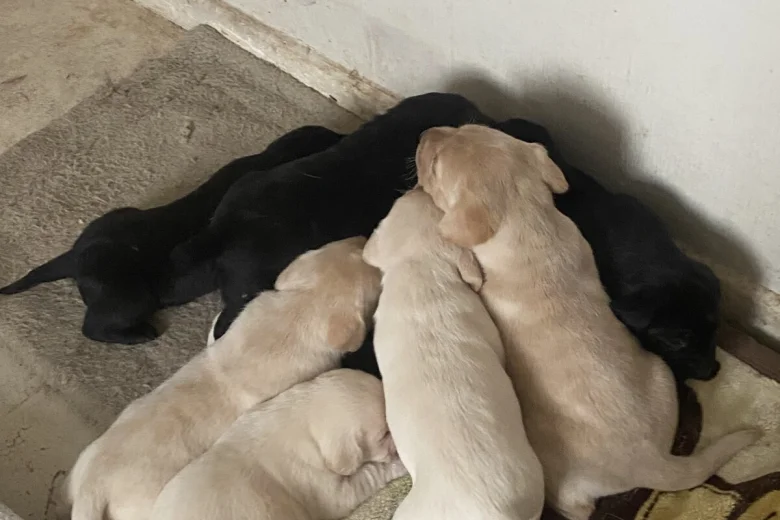 Labrador Retriever