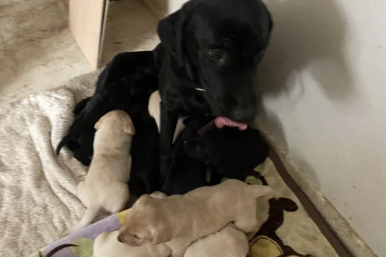 Labrador Retriever