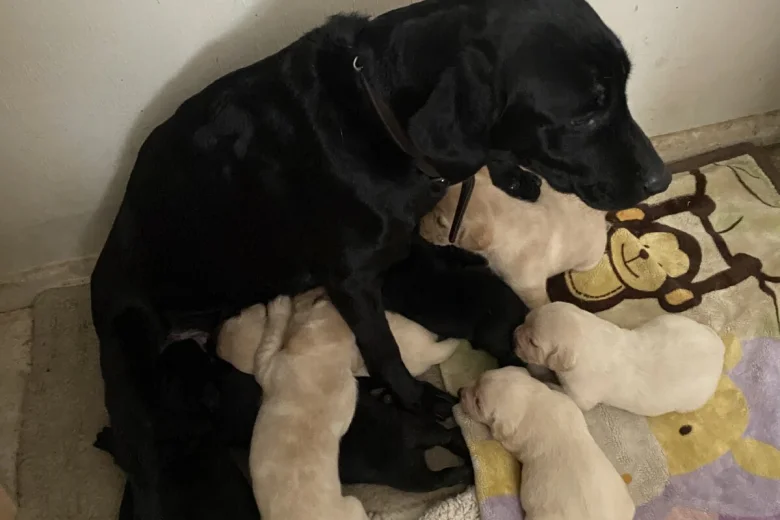 Labrador Retriever