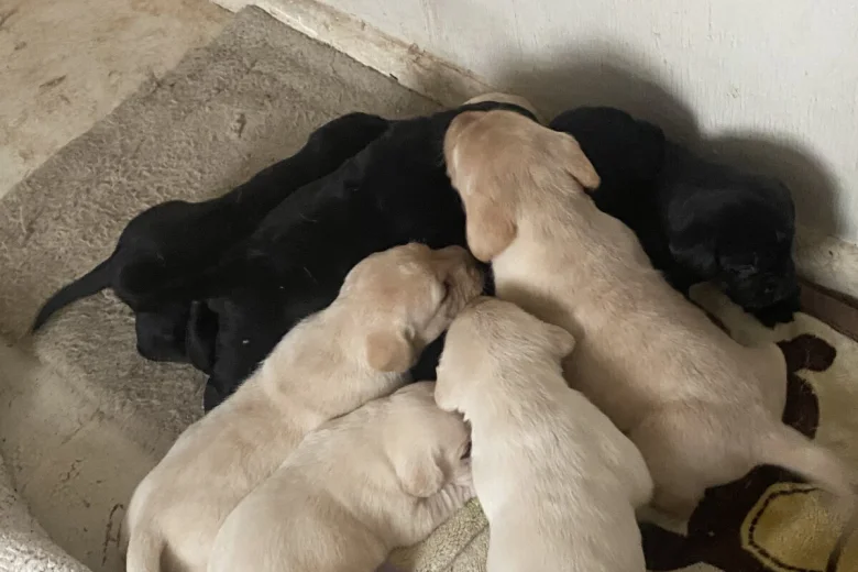 Labrador Retriever