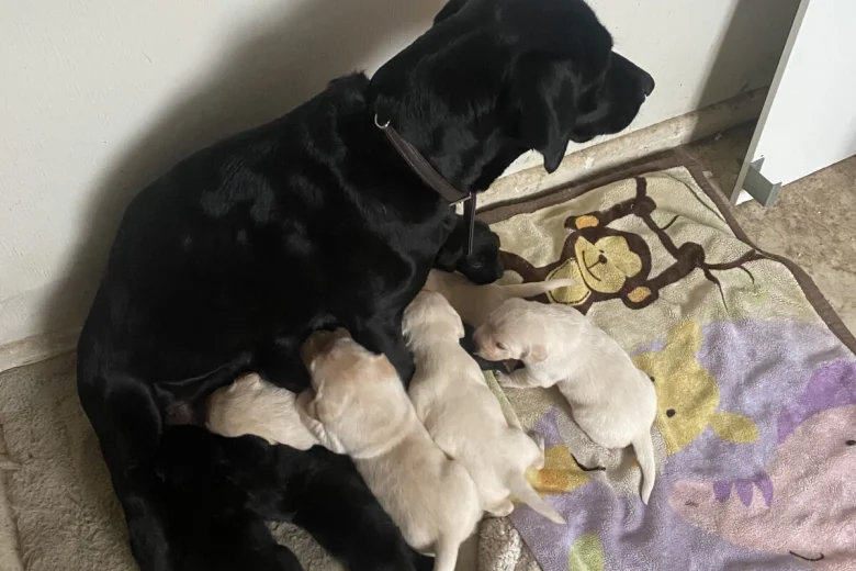 Labrador Retriever