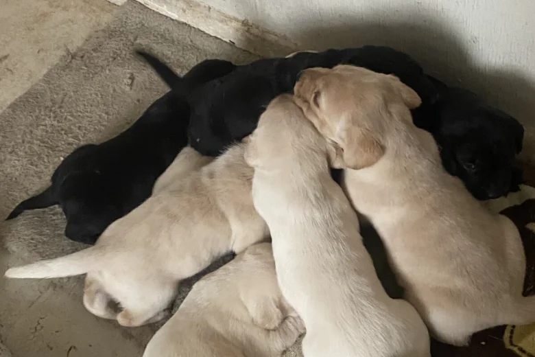 Labrador Retriever