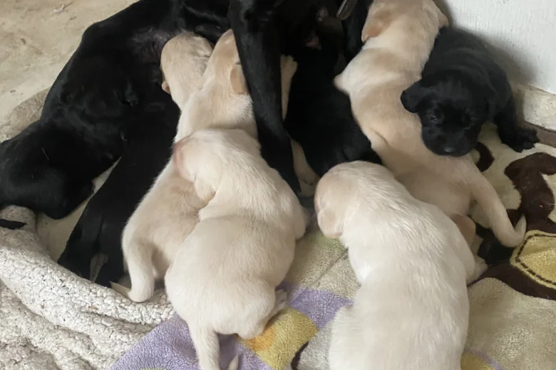 Labrador Retriever
