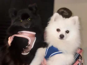 Pomeranian