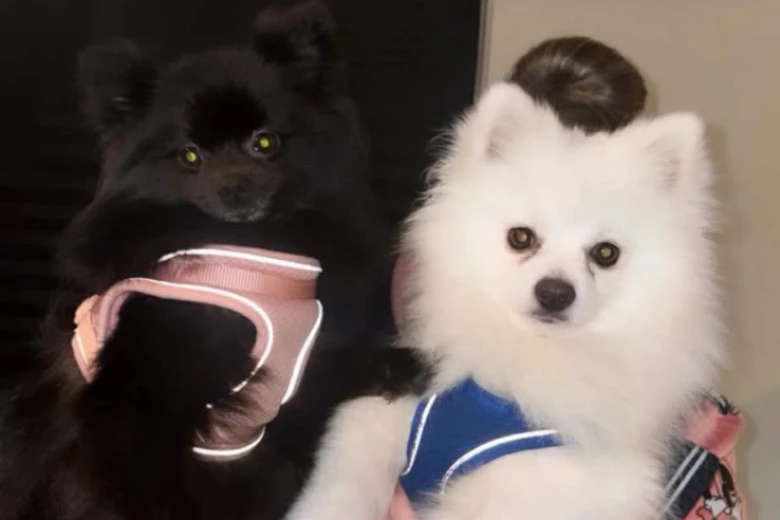 Pomeranian